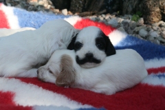3 Maschi Bianco arancio + 1 bianco nero