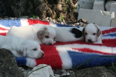 3 Maschi Bianco arancio + 1 bianco nero